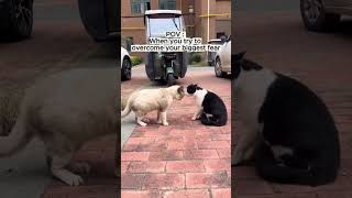 Brave Enough To Stay Even If Hes Shaking