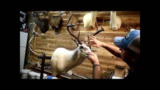 Southern Whitetail Deer Taxidermy Timelapse