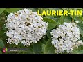 Le laurier tin viburnum tinus un arbuste trs facile dcoratif en toutes saisons surtout lhiver