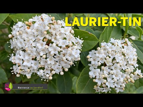 Laurier sauvage en feuilles flore en thym