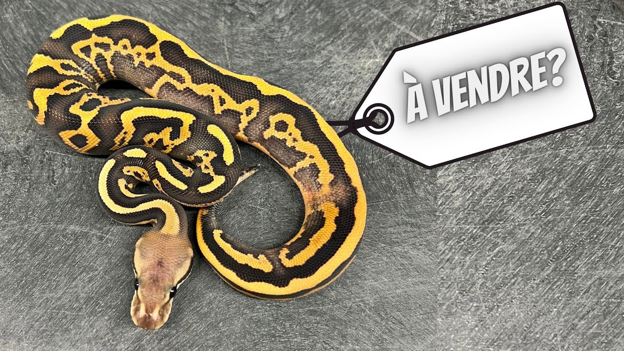 Comment Choisir de qui Acheter vos Serpents? YouTube — free download