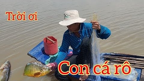 Cách giăng lưới phèo bắt cá rô đồng trên cánh đồng nước nổi năm 2023