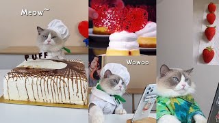 The little Puff- Gato cozinheiro do tiktok (novo) by Pets do tiktok 81,022 views 2 years ago 4 minutes, 41 seconds
