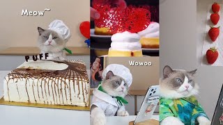 The little Puff Gato cozinheiro do tiktok (novo)