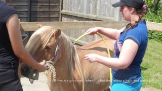 June 2016 Class 35 Kirsty Thompson & Potsford Princess Cancy