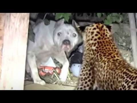 ЛЕОПАРД ПРОТИВ СОБАК! Леопард нападает на собак. Леопард в деле