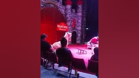 Khách sạn dành cho ... Ngựa . - Nghệ thuật Xiếc