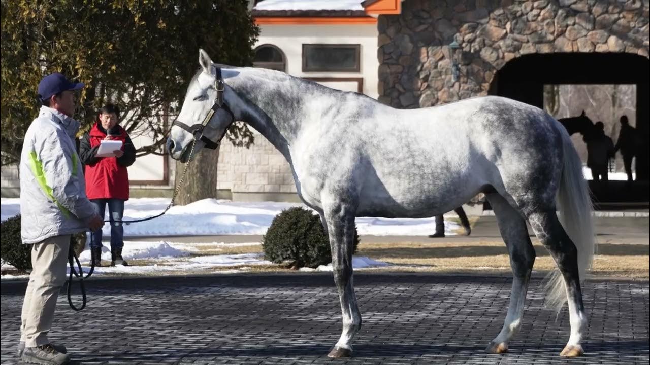 ウインブライト(Win Bright) ビッグレッドファーム種牡馬展示会2023 YouTube