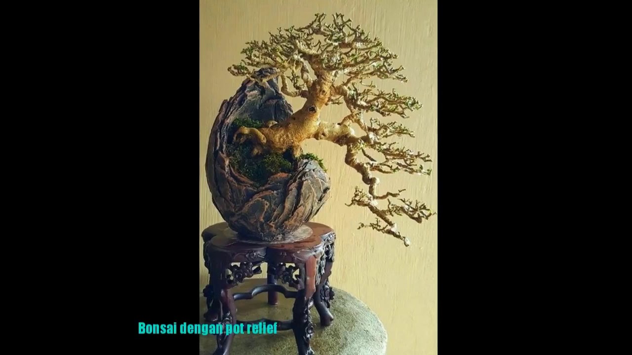  POT  Relief  unik dan bonsai  YouTube