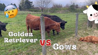 Golden Retriever encounters cows for the first time! | Oakley the Field Golden