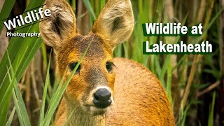 Photographing Wildlife at RSPB Lakenheath | UK Wildlife and Nature | Canon R5