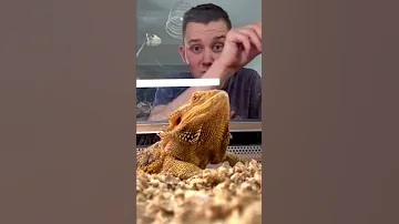 Бородатый дракон полинял!