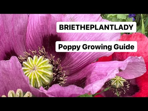 Video: Rooted Poppy Care – What Is An Alpine Roted Poppy Plant