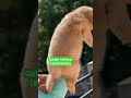 golden retriever male puppy for sale (8920196052) #best #share