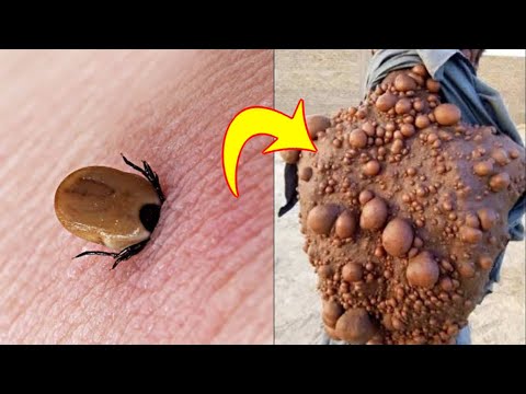 वीडियो: कीड़े कैसे पैदा करें