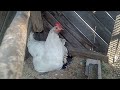 как подсадить курице цыплят от других курочек.