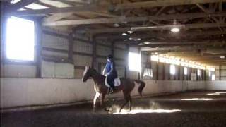 ollie wants to canter NOW
