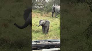 Ferociously Adorable Baby Elephant Charges at Safari Tourists