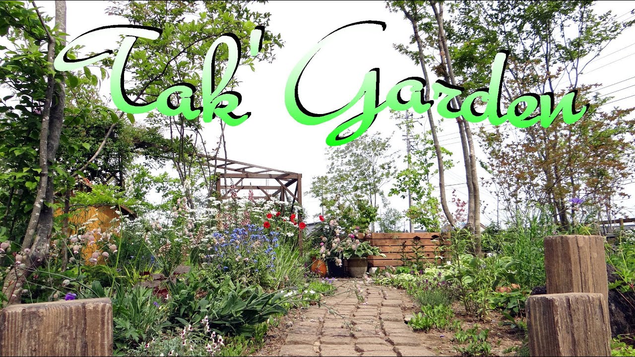 那珂市tak Garden アストランティアマヨール ブラックレースフラワー Youtube 那珂市tak Garden アストランティアマヨール ブラックレースフラワー Youtube