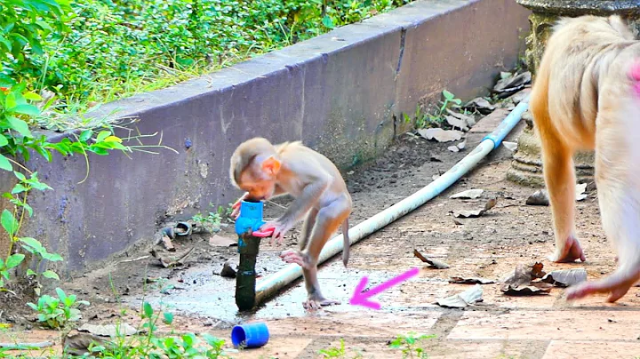 Amazing clip...Baby monkey MORA can find water and...