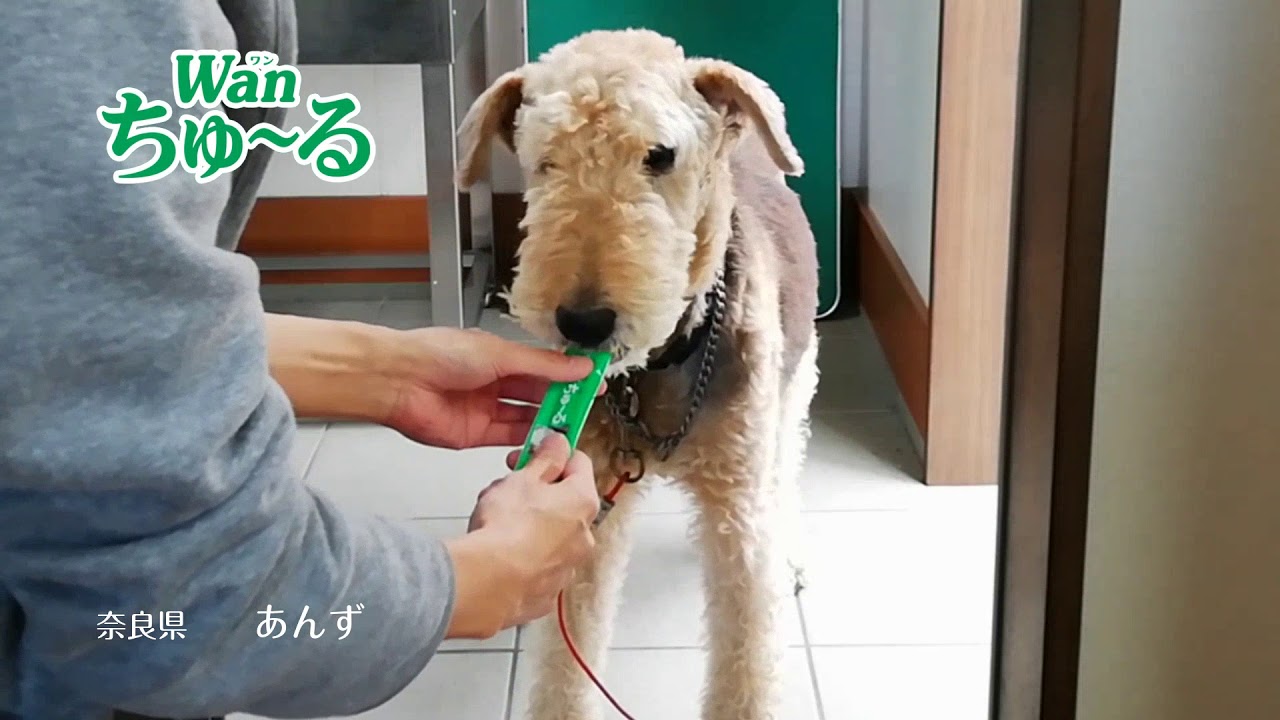 ちゅーるメーカーでcm作ってみた Youtube