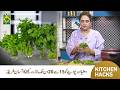Keep Coriander & Mint Leaves Fresh Longer | Easy Kitchen Hack | Masala TV