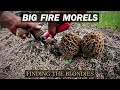 473lbs of Wild Morels in a Day | Drying Mushrooms