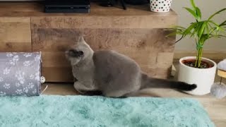 British shorthair cat playing alone 🐾💙😍 by British Shelby 46 views 2 years ago 1 minute, 9 seconds