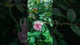 I took this natural phenomenon on video 🍃🤍 #Naturalphotographic #Naturalvideos #Trending #flowers