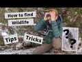 How to find Wildlife to photograph, tips & tricks finding wild animals. Fun with a mystery animal