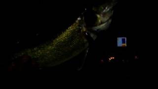 The Todder lands 23 Walleye