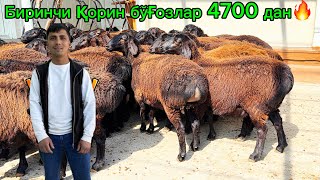 Мазза 🤤қилинг биринчи қорин бўғоз қўйлар арзон 🔥Қўқон