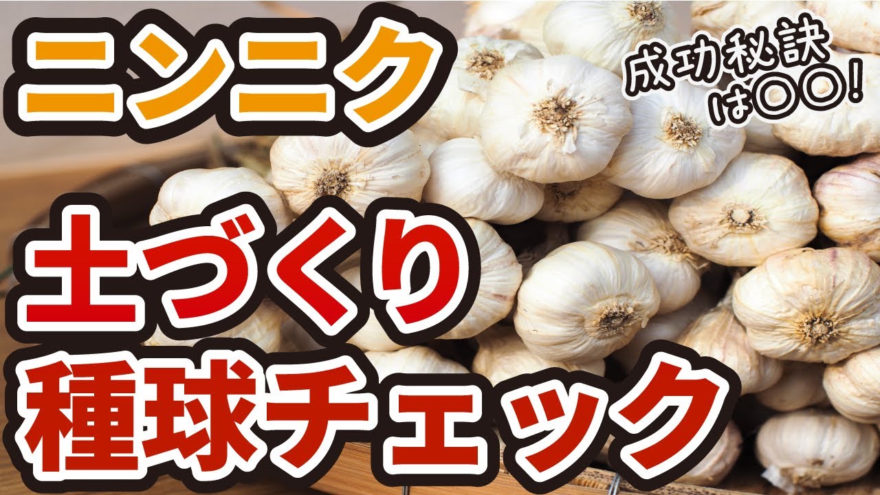 やさいモンスター 平戸ニンニク種球 5㎏ 暖地栽培向き 暖地向きの
