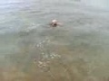 犬 初めての水中