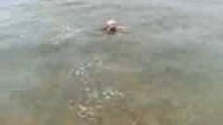 犬 初めての水中