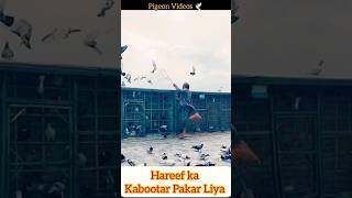 Chacha g na Shikar Pakar Liya | #kabootarbazi #chirimari #kabootar #kabutar #pigeon #shorts #viral