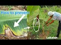 how to prevent banana LAKATAN diseases and fungus+ tips .Gha Agri Tv.