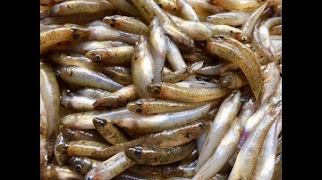 CÁCH CHẾ BIẾN CÁ BỐNG ĐẶC SẢN.