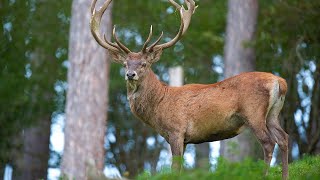 Red deer 🦌 ll Wildlife ll Richmond Park || Beautiful Earth 4K 🌍