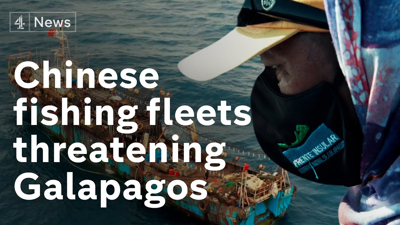 Chinese fishing fleets threatening fragile Galapagos ecosystem 