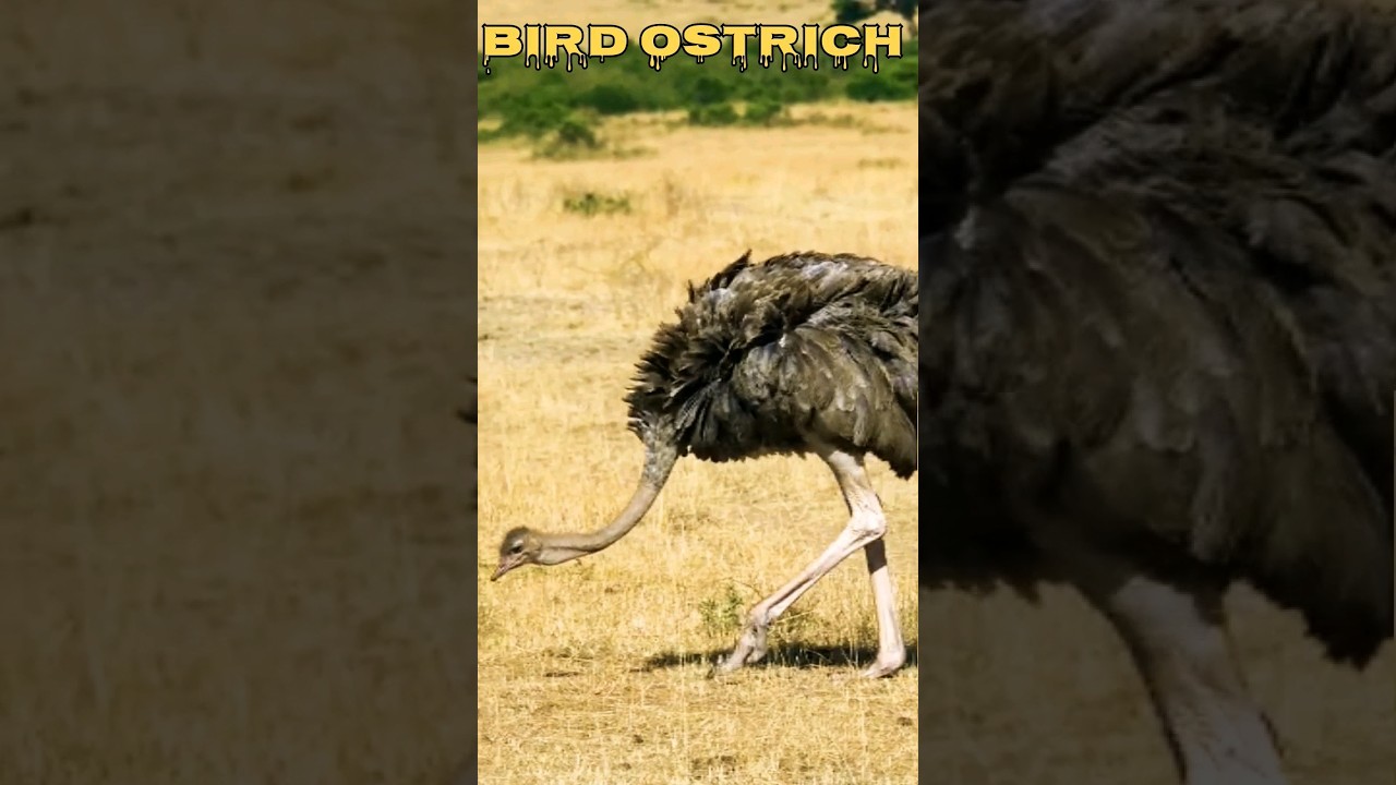 Bird Ostrich 🦅 the big Bird ☠️