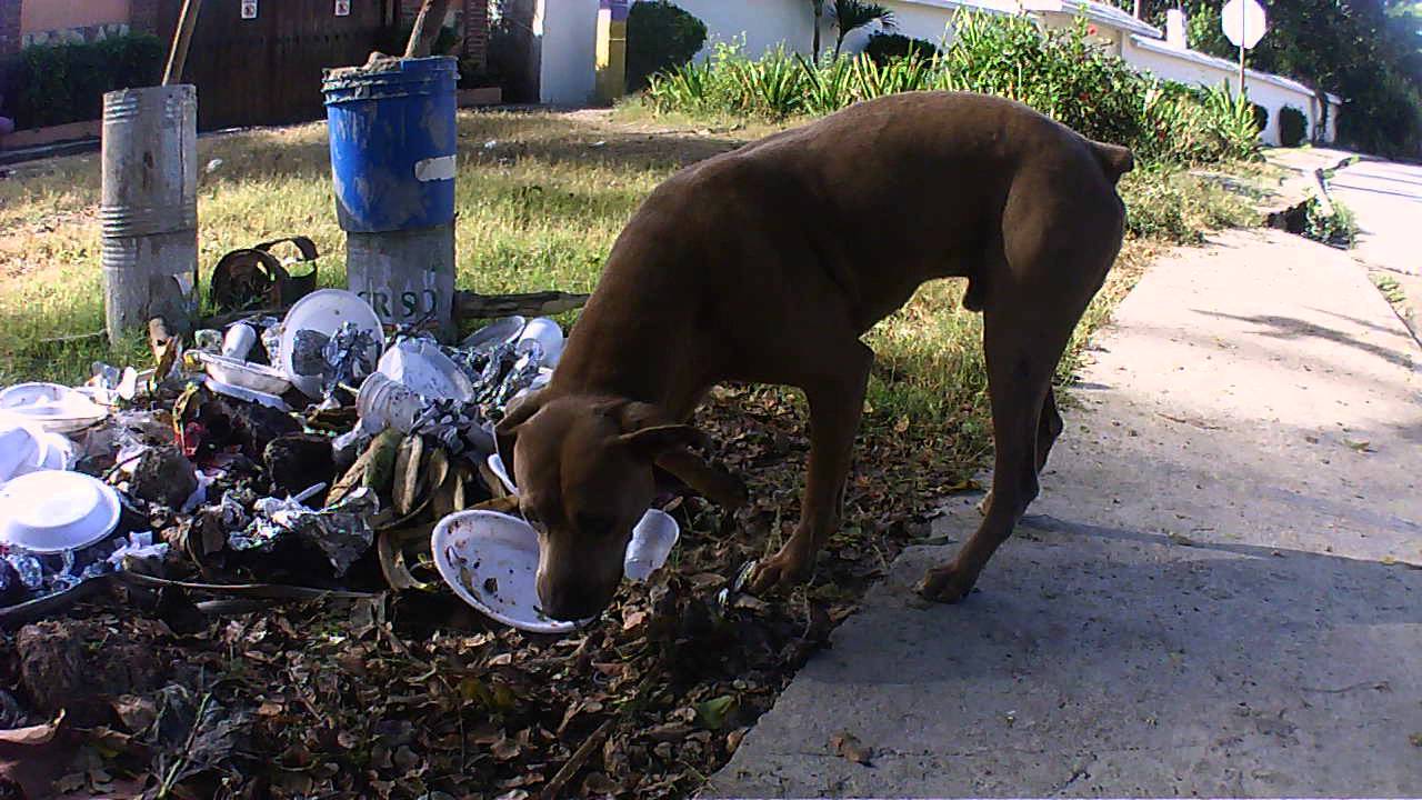 Dog eating trash in Dominican Republic! YouTube