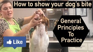 Dog Show Tips & Tricks: Showing the Bite to the Judge