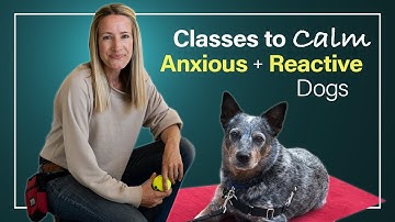 Behavioral Dog Training for Anxiety and Reactivity