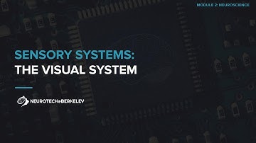 Module 2, Section 3, Lesson 10: The Visual System || UC Berkeley CS 198-96