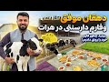 دهقان موفق وگاو داری محلی سنتی درقریه کبابیان