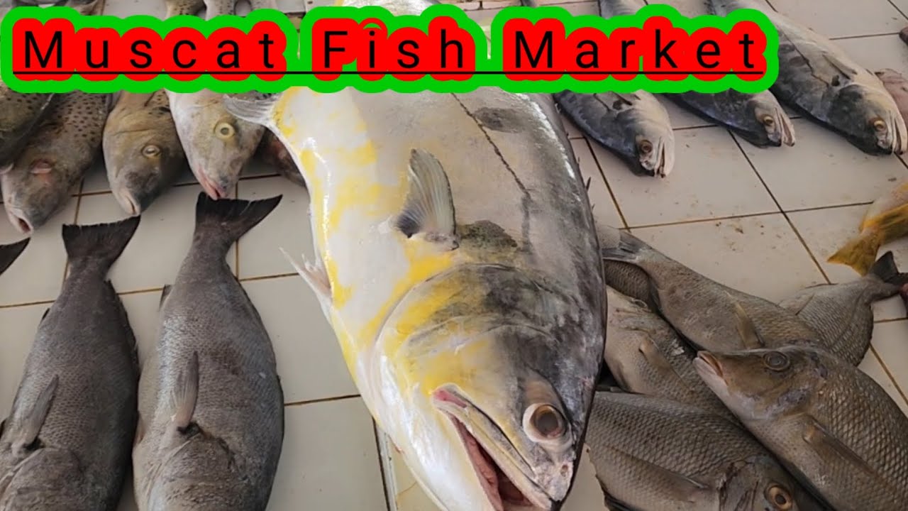 Muscat Fish Muscat Fish Market|Oman vlogs#Pak Gulf Dine - YouTube