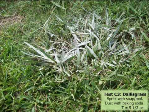 How do you kill crabgrass in lawns?