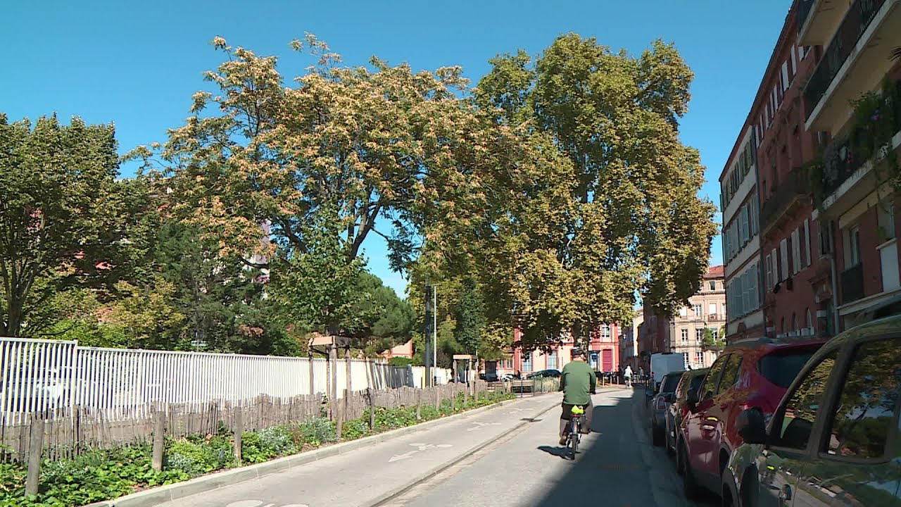 Un arbre remarquable