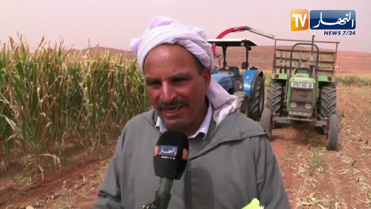 النعامة : فلاحون يحققون أرقام عالية في إنتاج الذرة الصفراء